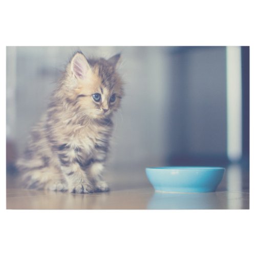Cutest Baby Animals  Blue_eyed Persian Kitten Gallery Wrap