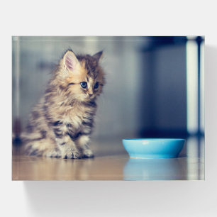 Cutest Baby Animals   Blue-eyed Persian Kitten Paperweight