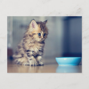 Cutest Baby Animals Blue-eyed Persian Kitten Postcard