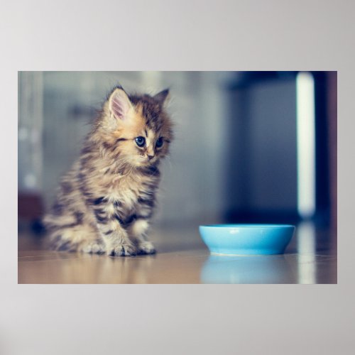 Cutest Baby Animals  Blue_eyed Persian Kitten Poster