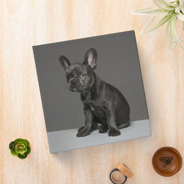 Cutest Baby Animals | Blue French Bulldog Puppy 3 Ring Binder (In Situ)