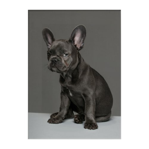 Cutest Baby Animals  Blue French Bulldog Puppy Acrylic Print