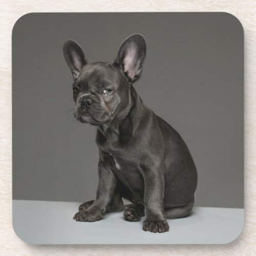 Cutest Baby Animals  Blue French Bulldog Puppy Beverage Coaster