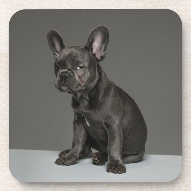 Cutest Baby Animals | Blue French Bulldog Puppy Beverage Coaster (Front)