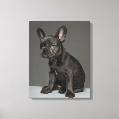 Cutest Baby Animals  Blue French Bulldog Puppy Canvas Print