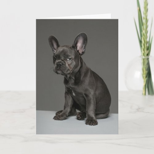 Cutest Baby Animals  Blue French Bulldog Puppy Card