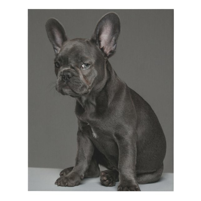 Cutest Baby Animals | Blue French Bulldog Puppy Faux Canvas Print (Front)