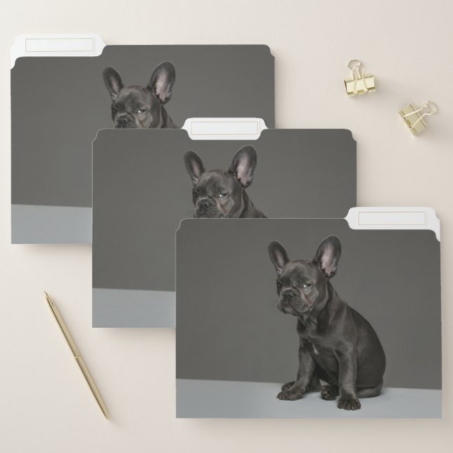 Cutest Baby Animals | Blue French Bulldog Puppy File Folder (Set)