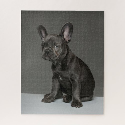 Cutest Baby Animals  Blue French Bulldog Puppy Jigsaw Puzzle