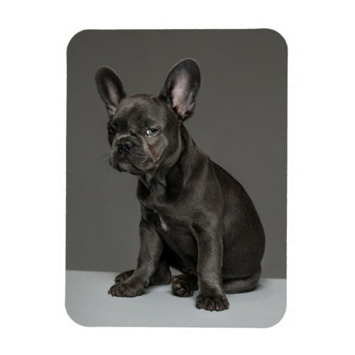 Cutest Baby Animals  Blue French Bulldog Puppy Magnet