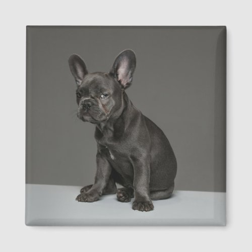 Cutest Baby Animals  Blue French Bulldog Puppy Magnet