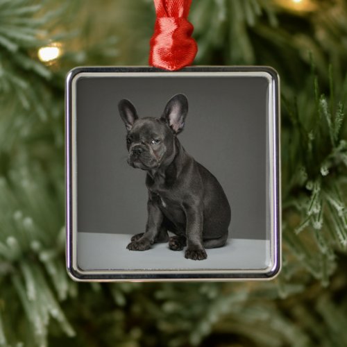 Cutest Baby Animals  Blue French Bulldog Puppy Metal Ornament