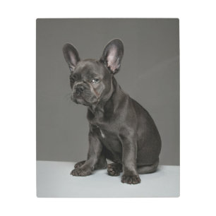Cutest Baby Animals   Blue French Bulldog Puppy Metal Print