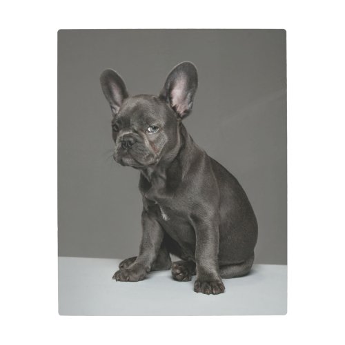 Cutest Baby Animals  Blue French Bulldog Puppy Metal Print