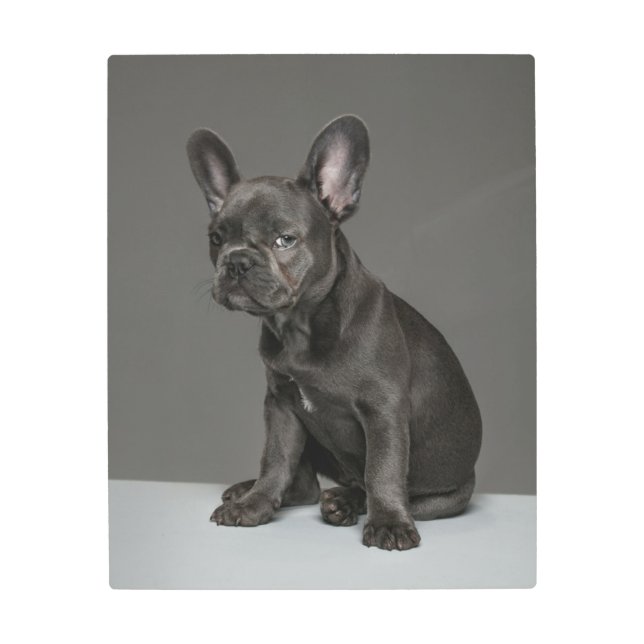Cutest Baby Animals | Blue French Bulldog Puppy Metal Print (Front)