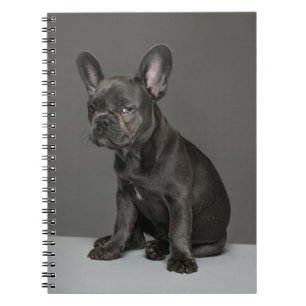 Cutest Baby Animals   Blue French Bulldog Puppy Notebook