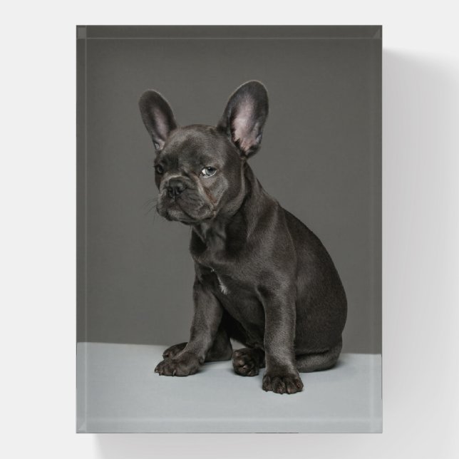 Cutest Baby Animals | Blue French Bulldog Puppy Paperweight (Vertical)