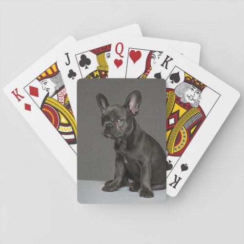 Cutest Baby Animals  Blue French Bulldog Puppy Playing Cards