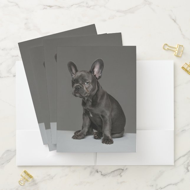 Cutest Baby Animals | Blue French Bulldog Puppy Pocket Folder (In Situ)