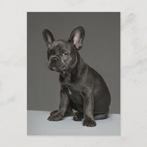 Cutest Baby Animals  Blue French Bulldog Puppy Postcard