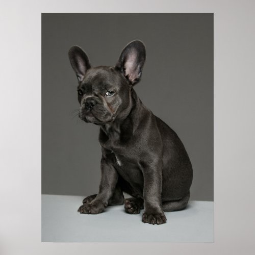 Cutest Baby Animals  Blue French Bulldog Puppy Poster