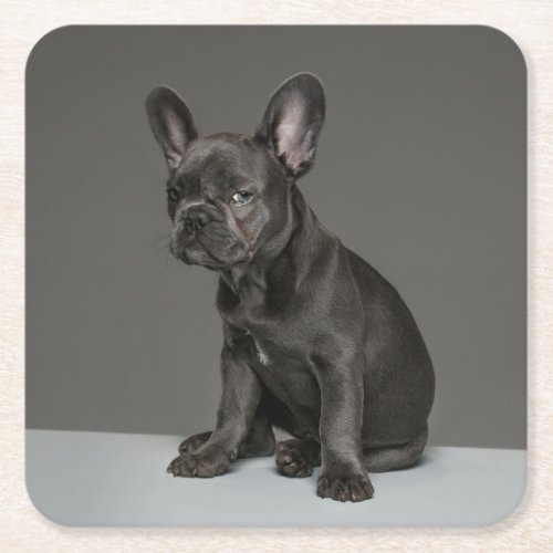 Cutest Baby Animals  Blue French Bulldog Puppy Square Paper Coaster