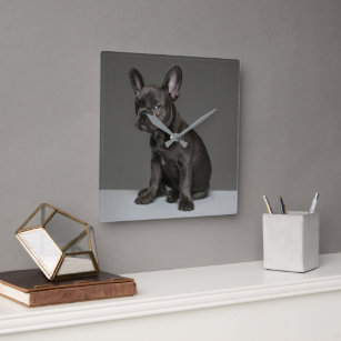 Cutest Baby Animals   Blue French Bulldog Puppy Square Wall Clock