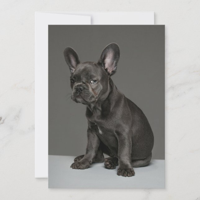 Cutest Baby Animals | Blue French Bulldog Puppy Thank You Card (Front)