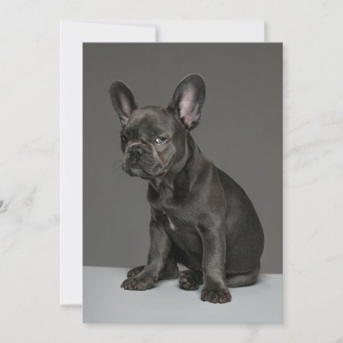 Cutest Baby Animals  Blue French Bulldog Puppy Thank You Card