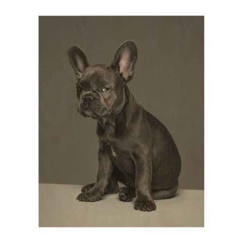 Cutest Baby Animals  Blue French Bulldog Puppy Wood Wall Art