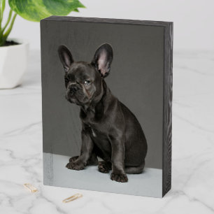 Cutest Baby Animals   Blue French Bulldog Puppy Wooden Box Sign