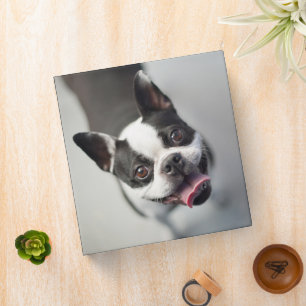 Cutest Baby Animals   Boston Bulldog Smile 3 Ring Binder