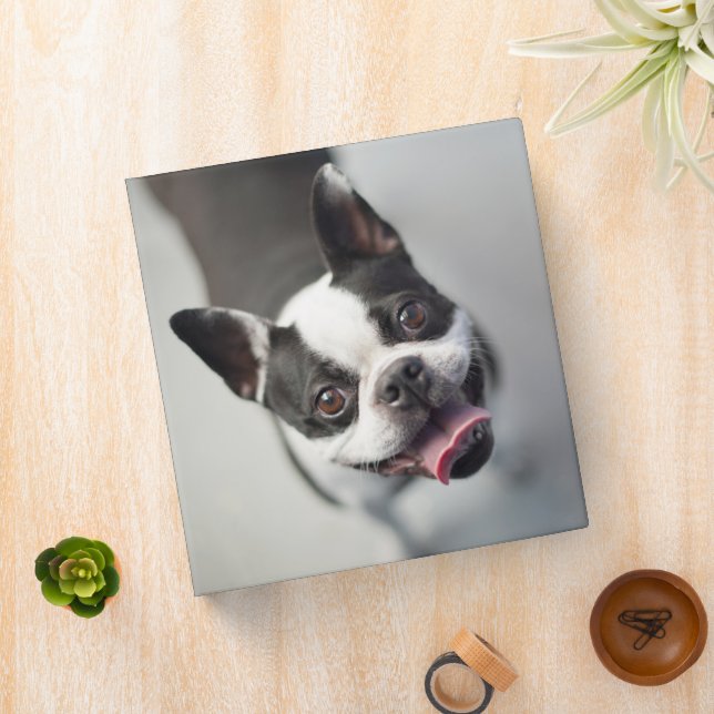 Cutest Baby Animals | Boston Bulldog Smile 3 Ring Binder (In Situ)