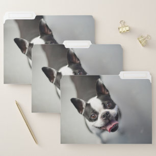 Cutest Baby Animals Boston Bulldog Smile File Folder