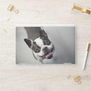 Cutest Baby Animals Boston Bulldog Smile HP Laptop Skin