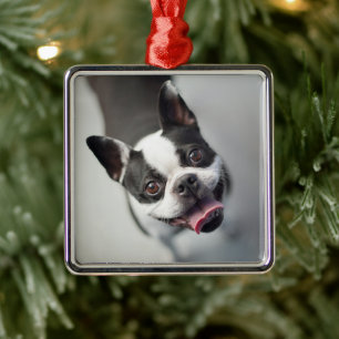 Cutest Baby Animals Boston Bulldog Smile Metal Ornament