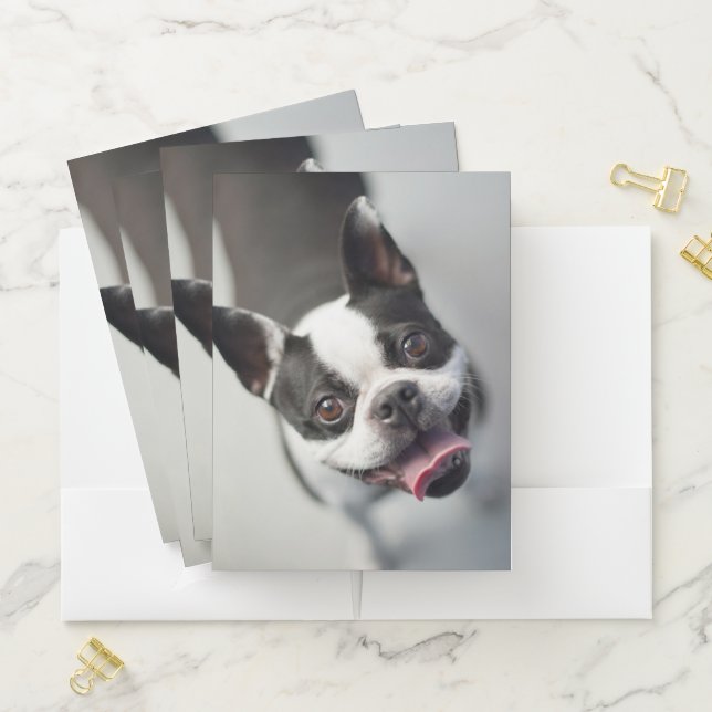 Cutest Baby Animals | Boston Bulldog Smile Pocket Folder (In Situ)