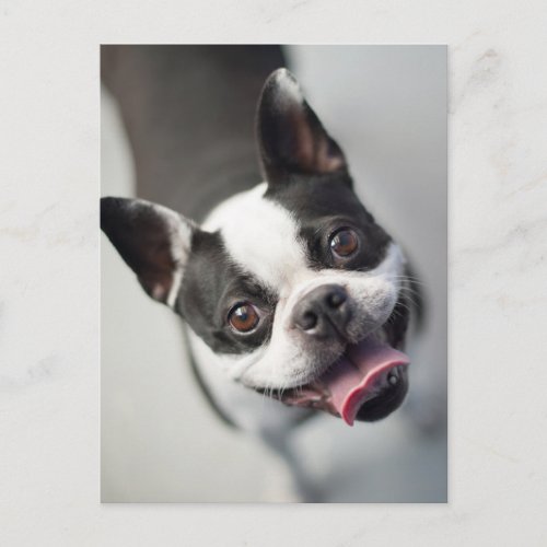 Cutest Baby Animals  Boston Bulldog Smile Postcard