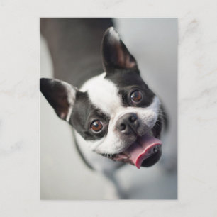Cutest Baby Animals Boston Bulldog Smile Postcard