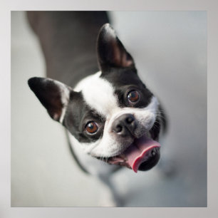Cutest Baby Animals Boston Bulldog Smile Poster
