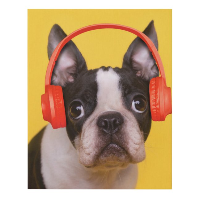 Cutest Baby Animals | Boston Terrier Headphones Faux Canvas Print (Front)