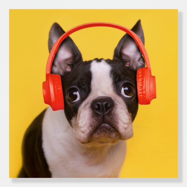 Cutest Baby Animals | Boston Terrier Headphones Foam Board (Front)