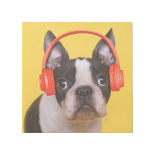 Cutest Baby Animals Boston Terrier Headphones Gallery Wrap