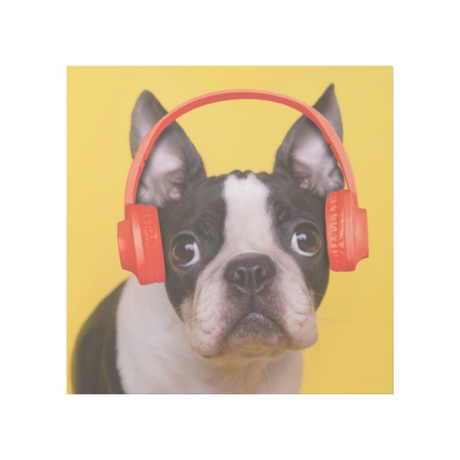 Cutest Baby Animals | Boston Terrier Headphones Gallery Wrap (Front)
