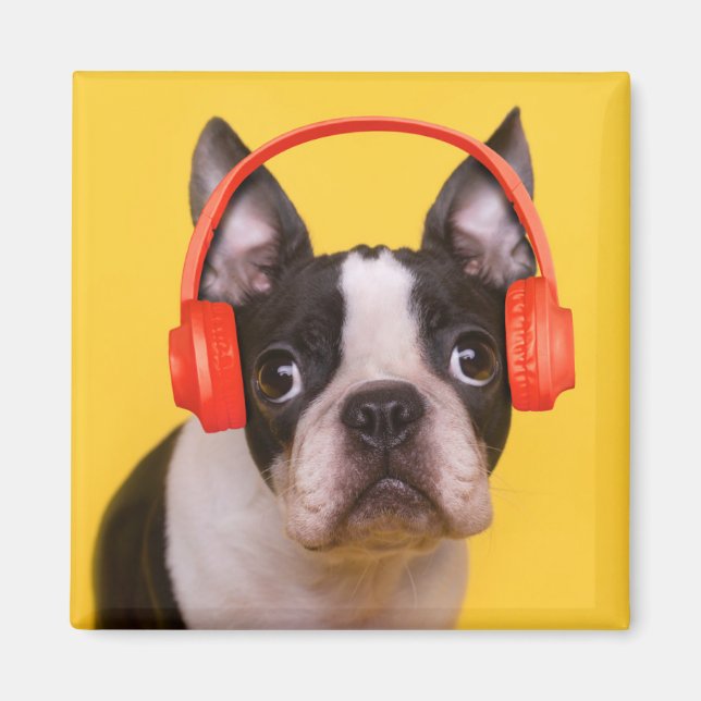 Cutest Baby Animals | Boston Terrier Headphones Magnet (Front)