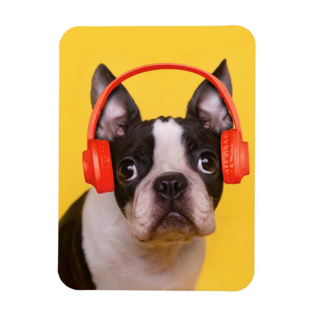 Cutest Baby Animals | Boston Terrier Headphones Magnet (Vertical)