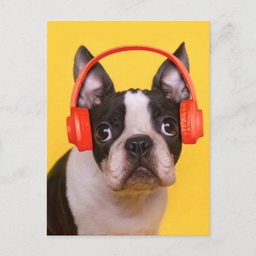 Cutest Baby Animals  Boston Terrier Headphones Postcard