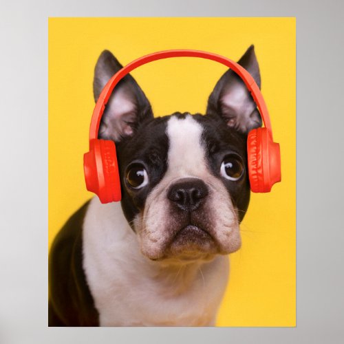 Cutest Baby Animals  Boston Terrier Headphones Poster