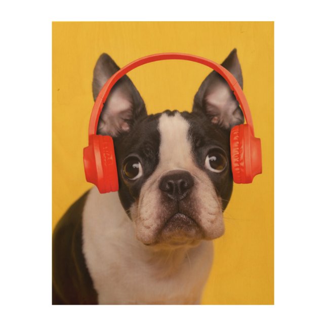 Cutest Baby Animals | Boston Terrier Headphones Wood Wall Art (Front)