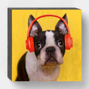 Cutest Baby Animals   Boston Terrier Headphones Wooden Box Sign